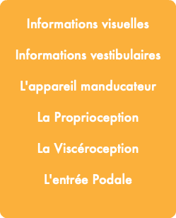  Informations visuelles Informations vestibulaires L'appareil manducateur La Proprioception La Viscéroception L'entrée Podale 