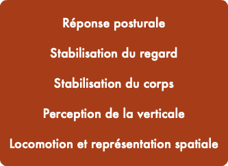  Réponse posturale Stabilisation du regard Stabilisation du corps Perception de la verticale Locomotion et représentation spatiale 