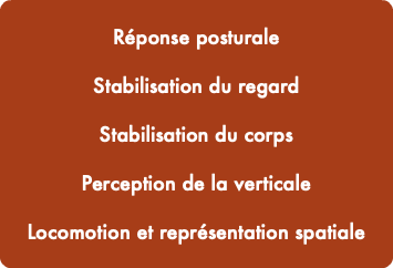  Réponse posturale Stabilisation du regard Stabilisation du corps Perception de la verticale Locomotion et représentation spatiale 