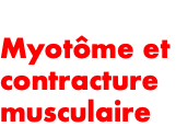  Myotôme et contracture musculaire 